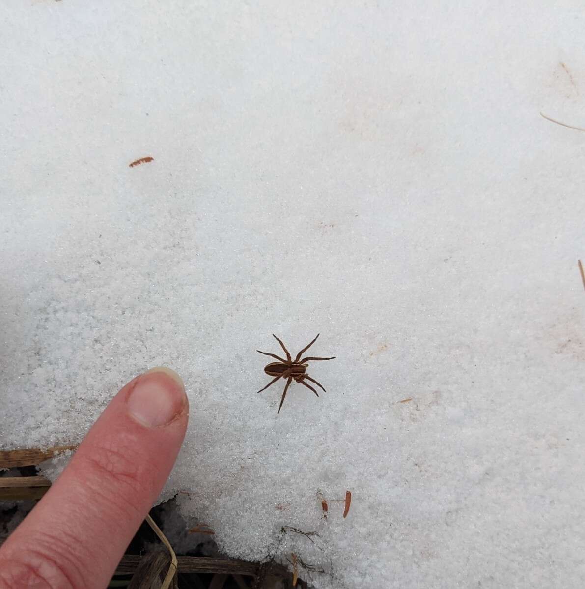 Image of Dolomedes striatus Giebel 1869