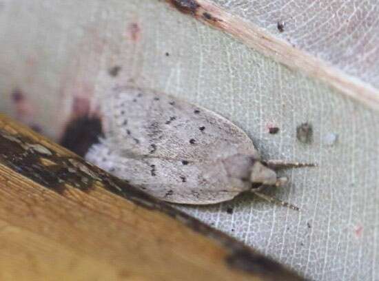 Image of Brachynemata restricta Meyrick 1920