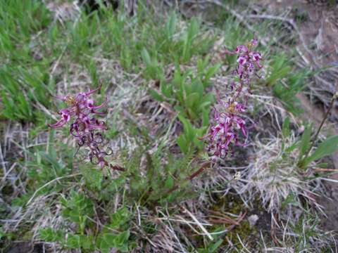 Image of elephanthead lousewort