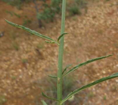 Image of <i>Ptilotus macrocephalus</i>