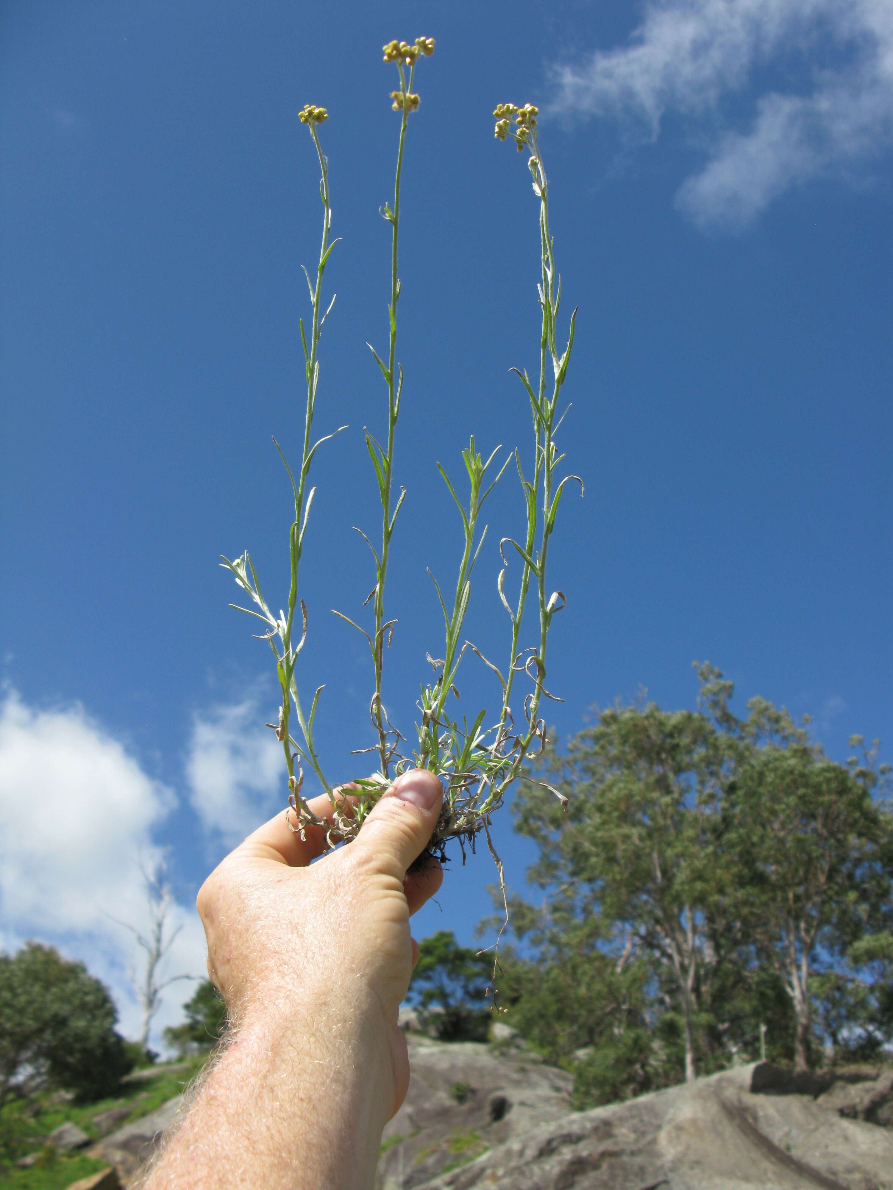 Image of Jersey cudweed