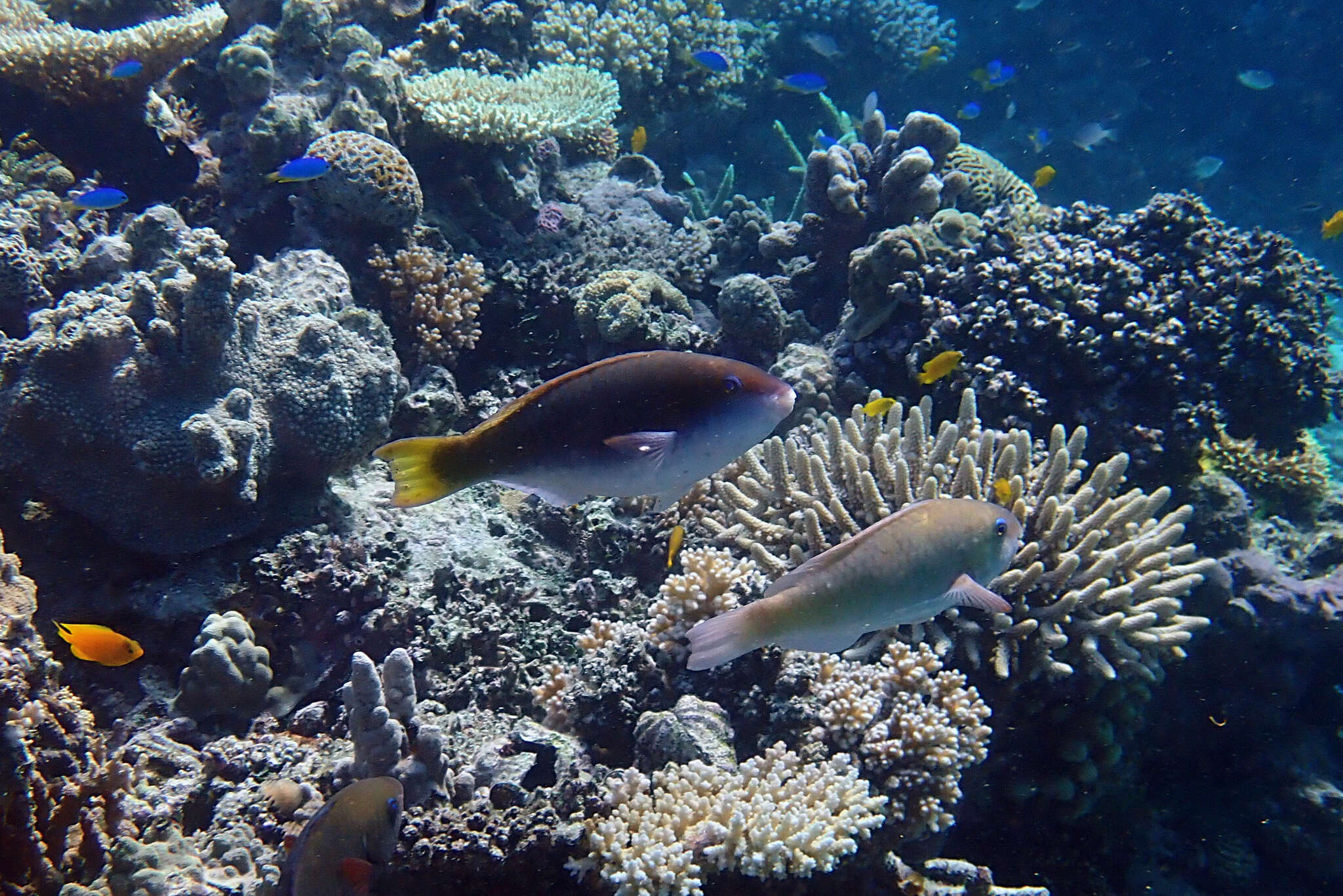 Image of Chameleon parrotfish