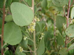 Image de Cissampelos capensis Thunb.