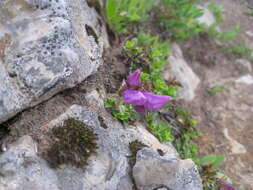 Image of Davidson's penstemon