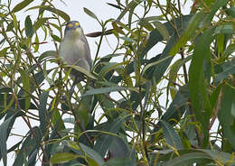 Image of Forty-spotted Pardalote