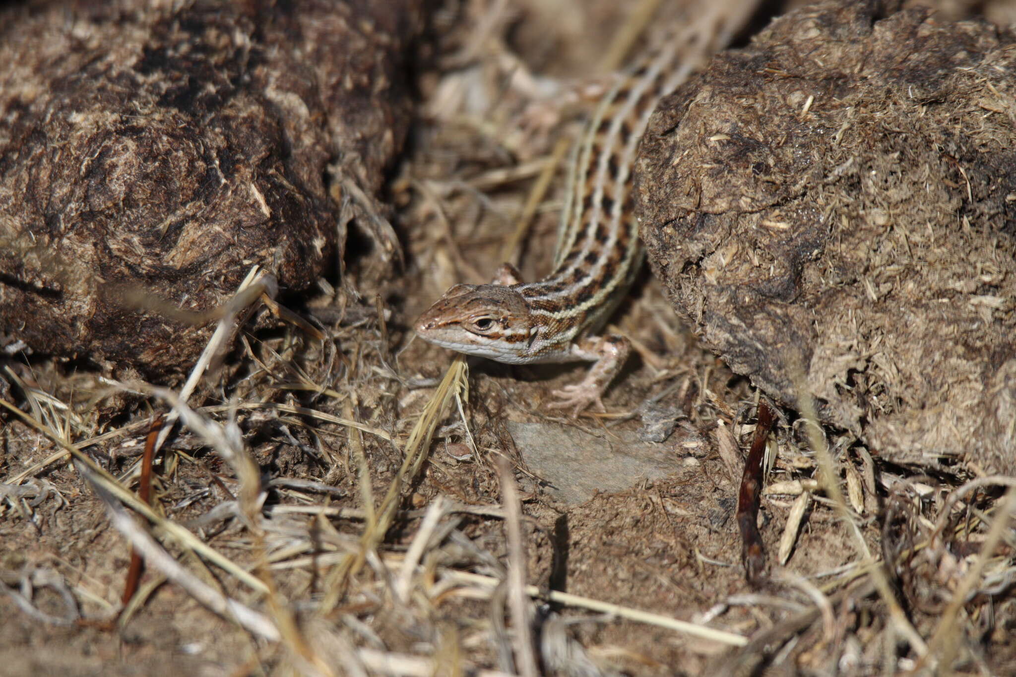 Image of Psammodromus occidentalis Fitze, Gonzalez-jimena, San-jose, San Mauro & Zardoya 2012