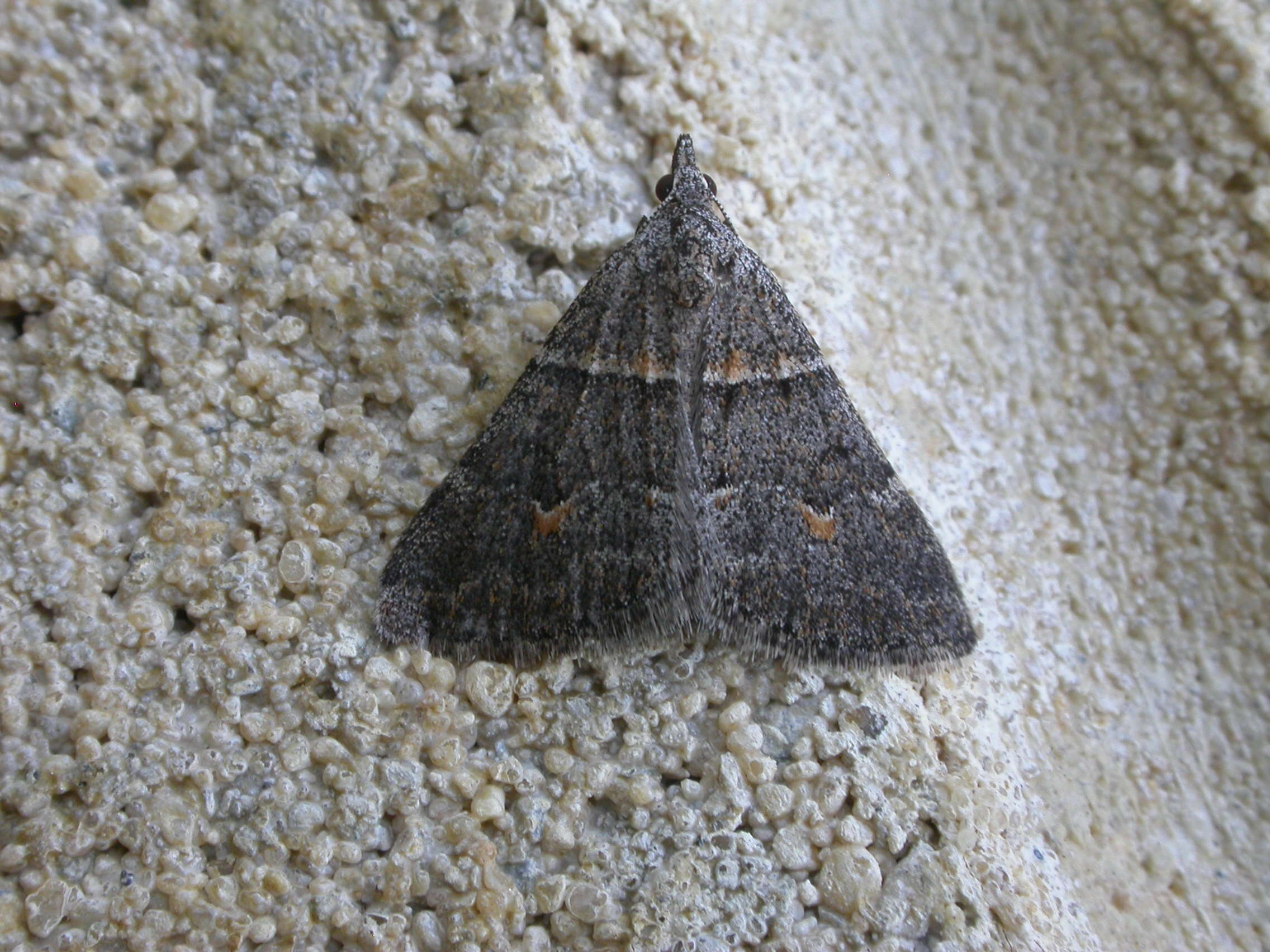 Plancia ëd Dichromodes atrosignata Walker 1861