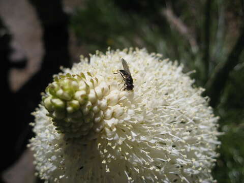 Image of Xerophyllum