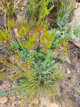 Image of Protea effusa E. Mey. ex Meissn.