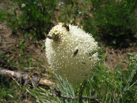 Image of Xerophyllum