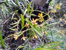 Plancia ëd Prosthechea panthera (Rchb. fil.) W. E. Higgins