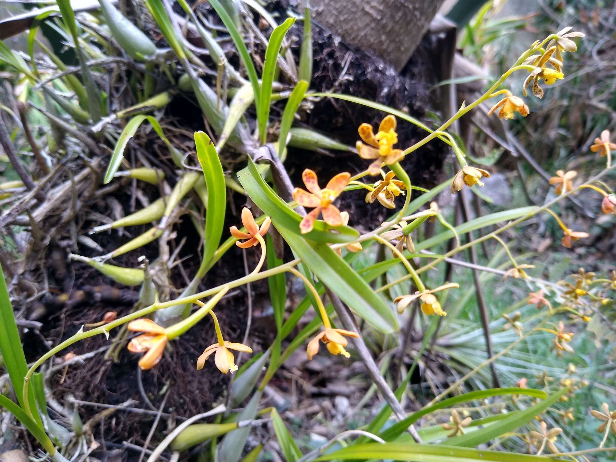 Plancia ëd Prosthechea panthera (Rchb. fil.) W. E. Higgins