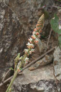 Image of Reseda attenuata (Ball) Ball