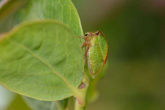 Image of Stictocephala basalis Walker