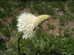 Image of Xerophyllum