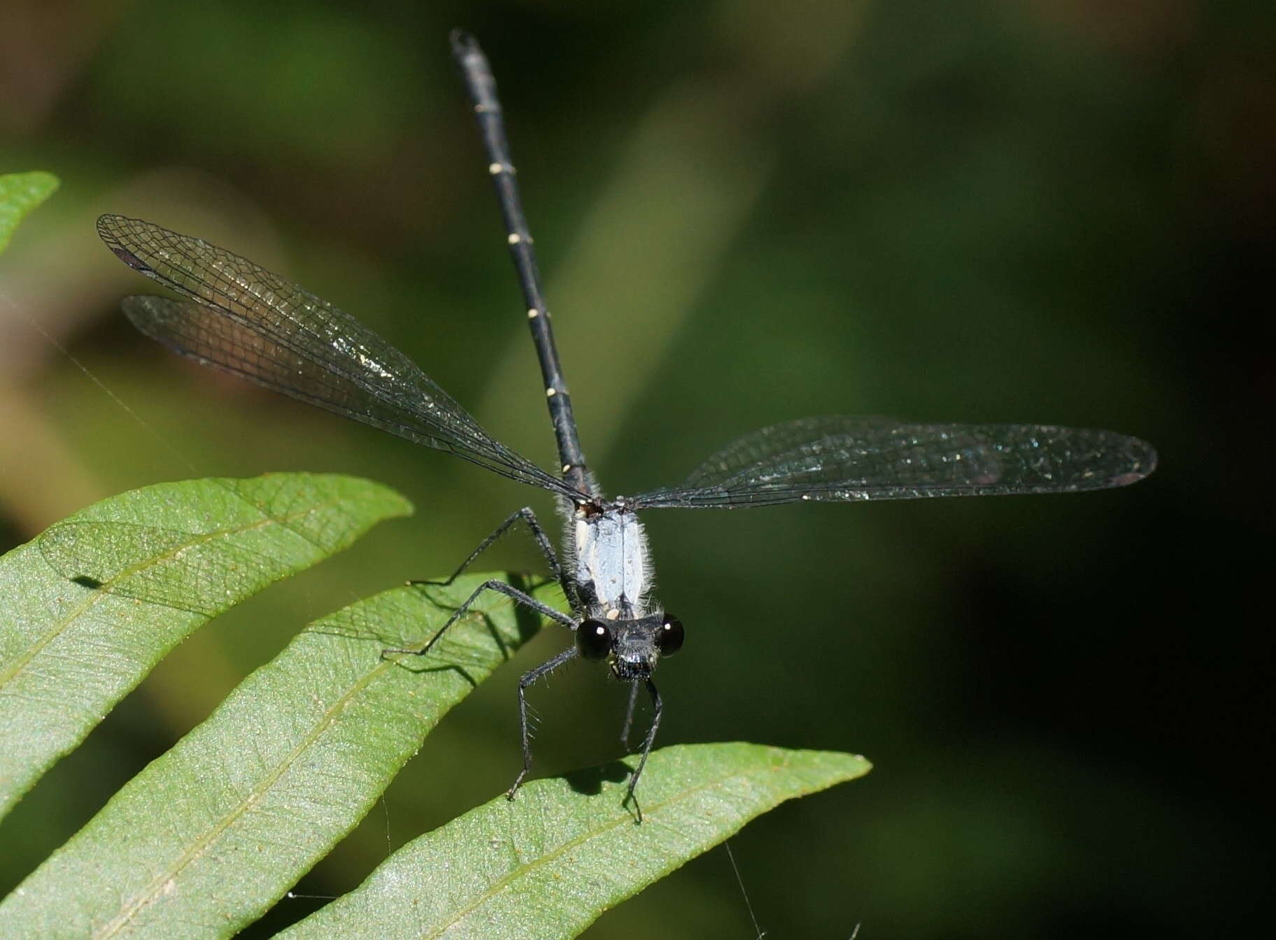 Image de Austroargiolestes calcaris (Fraser 1958)