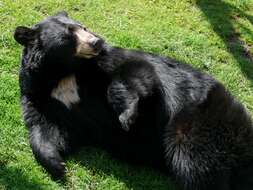 Image of American Black Bear