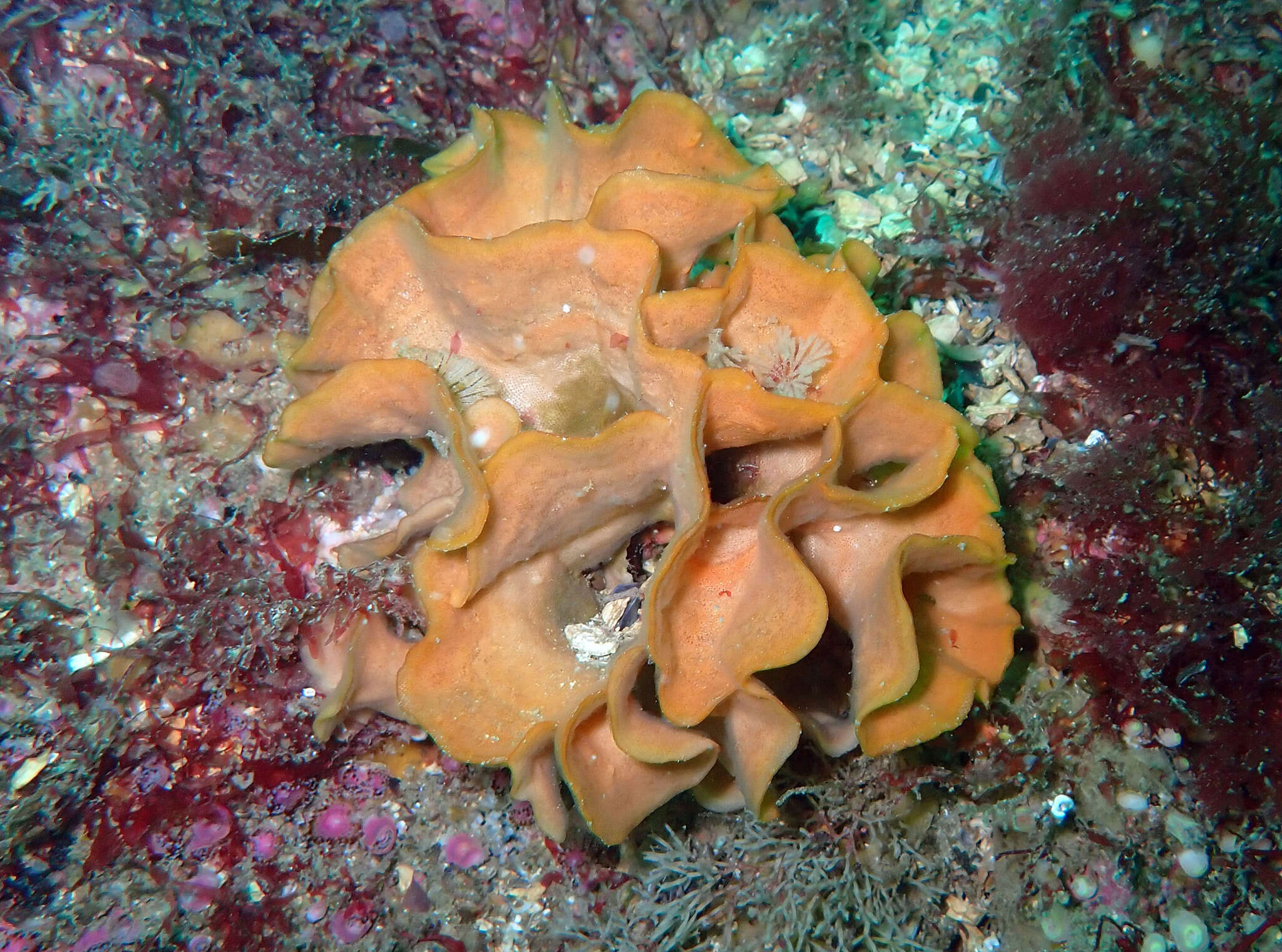 Image of potato crisp bryozoan