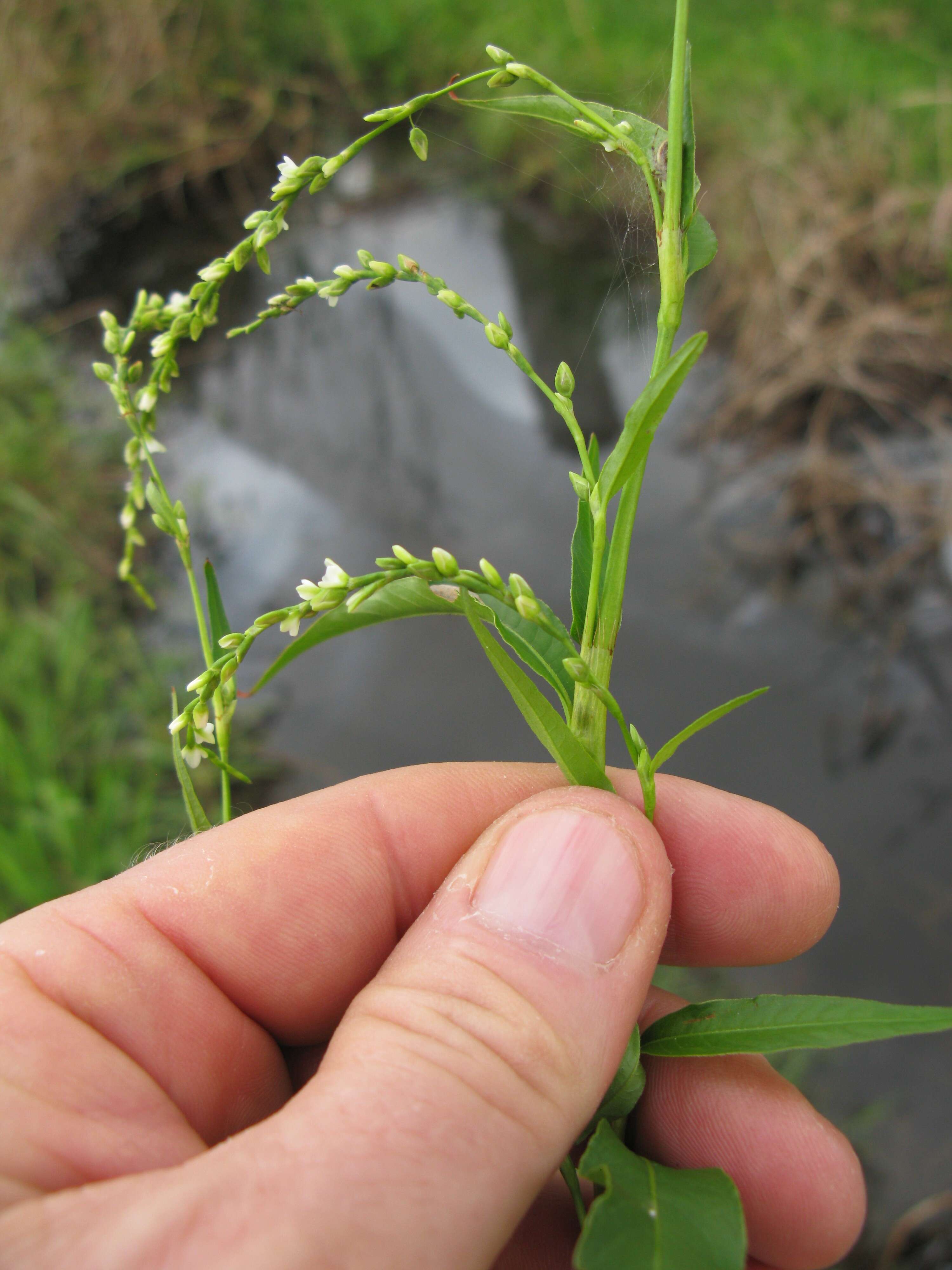 Image of Water-pepper