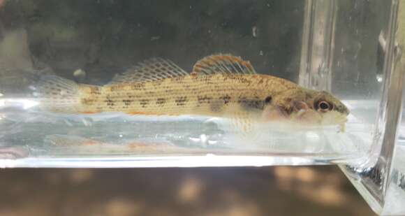 Image of Stone darter