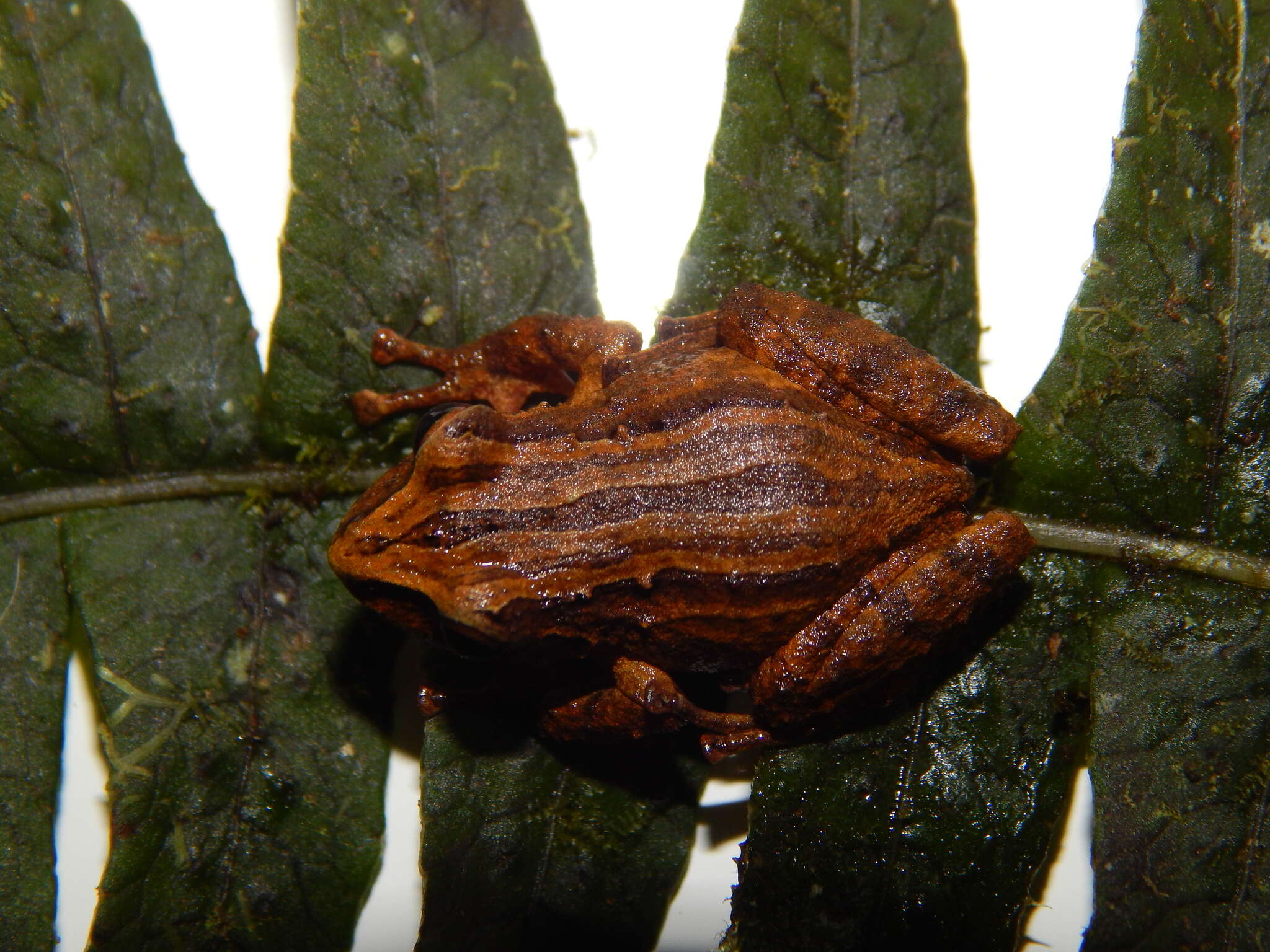 Image of Pristimantis permixtus (Lynch, Ruiz-Carranza & Ardila-Robayo 1994)