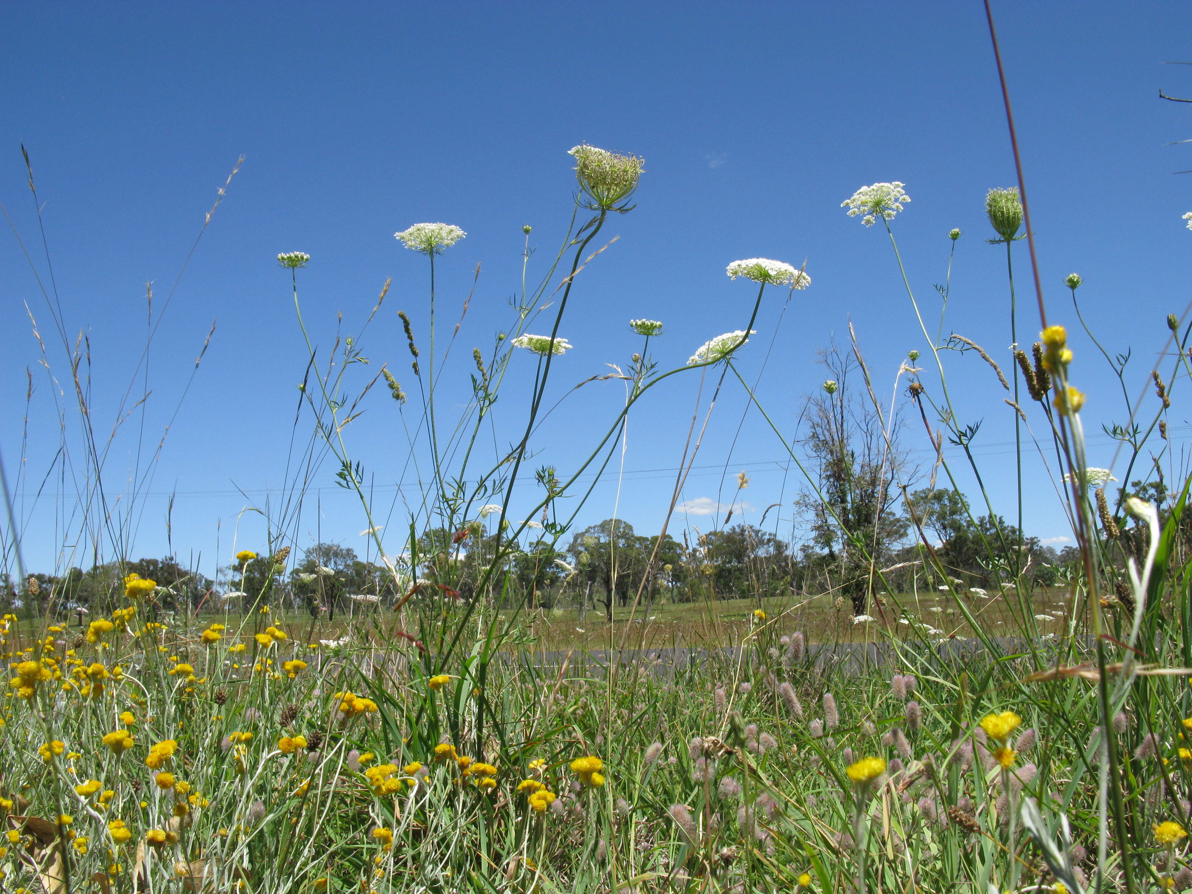 Image of Queen Anne's lace