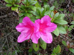 Imagem de Rhododendron simsii Planch.