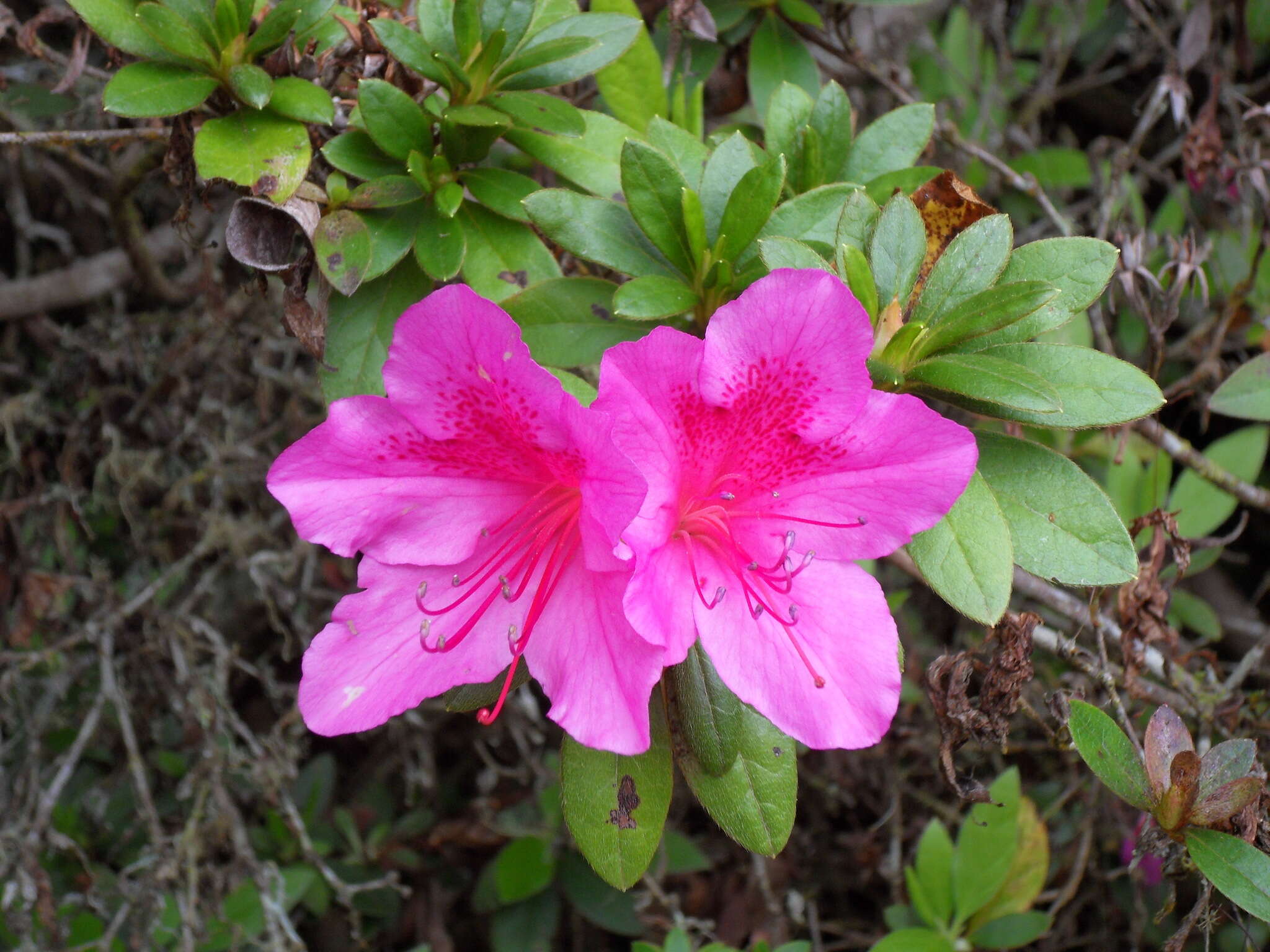 Plancia ëd Rhododendron simsii Planch.