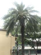 Image of wild date palm