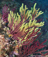 Image of chameleon sea fan