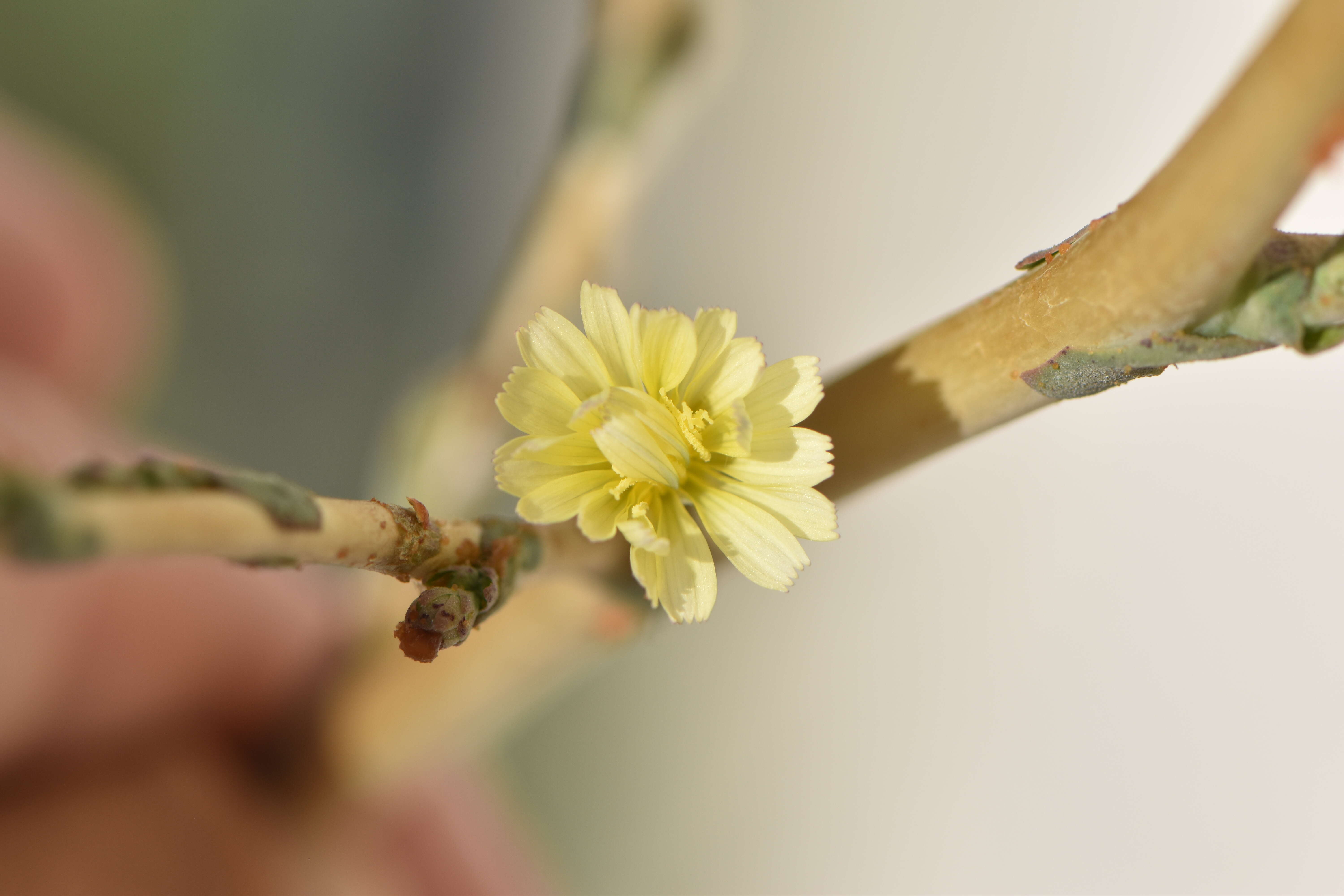 Lactuca serriola L. resmi