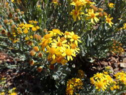 Senecio magnificus F. Müll. resmi