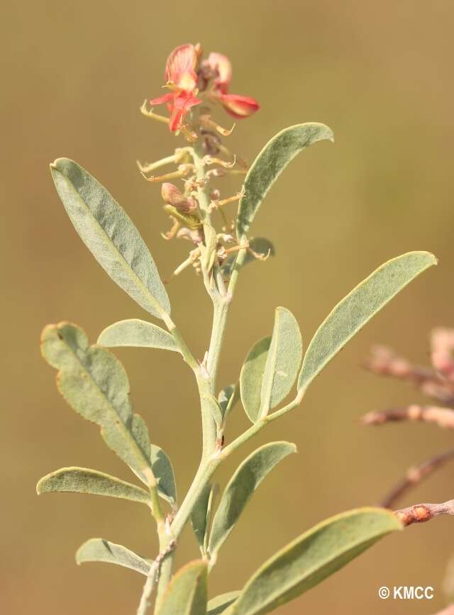 صورة Indigofera oblongifolia Forssk.