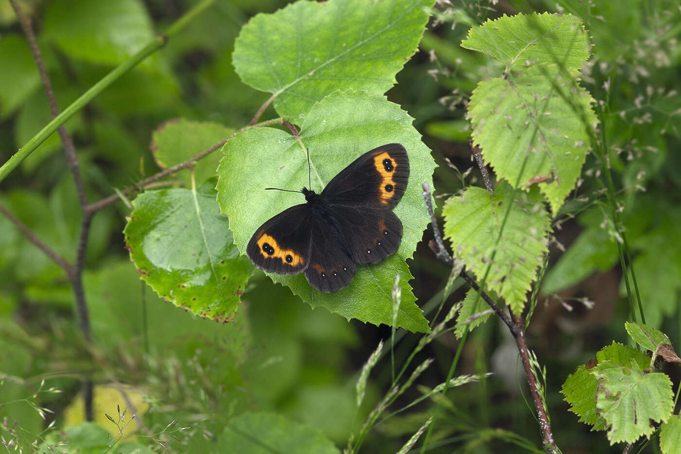 Image of Erebia scoparia