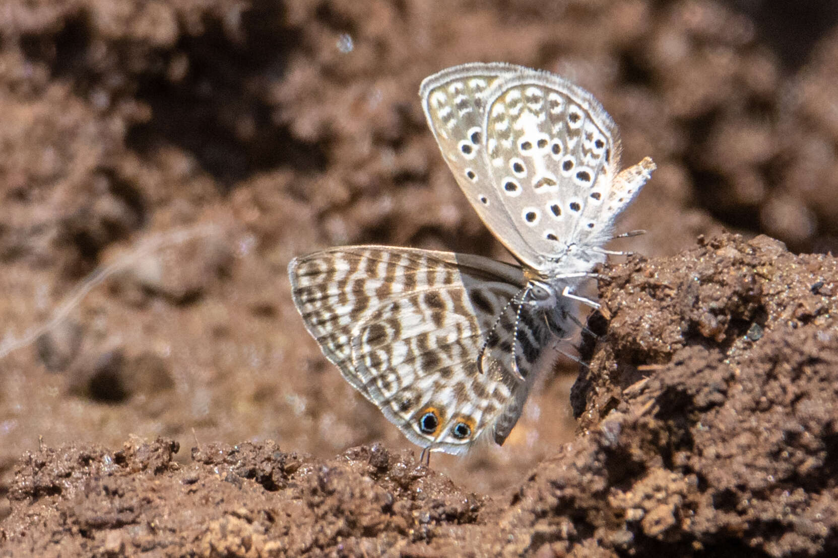 Actizera lucida (Trimen 1883) resmi