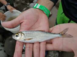 Image of Brycon costaricensis Angulo & Gracian-Negrete 2013