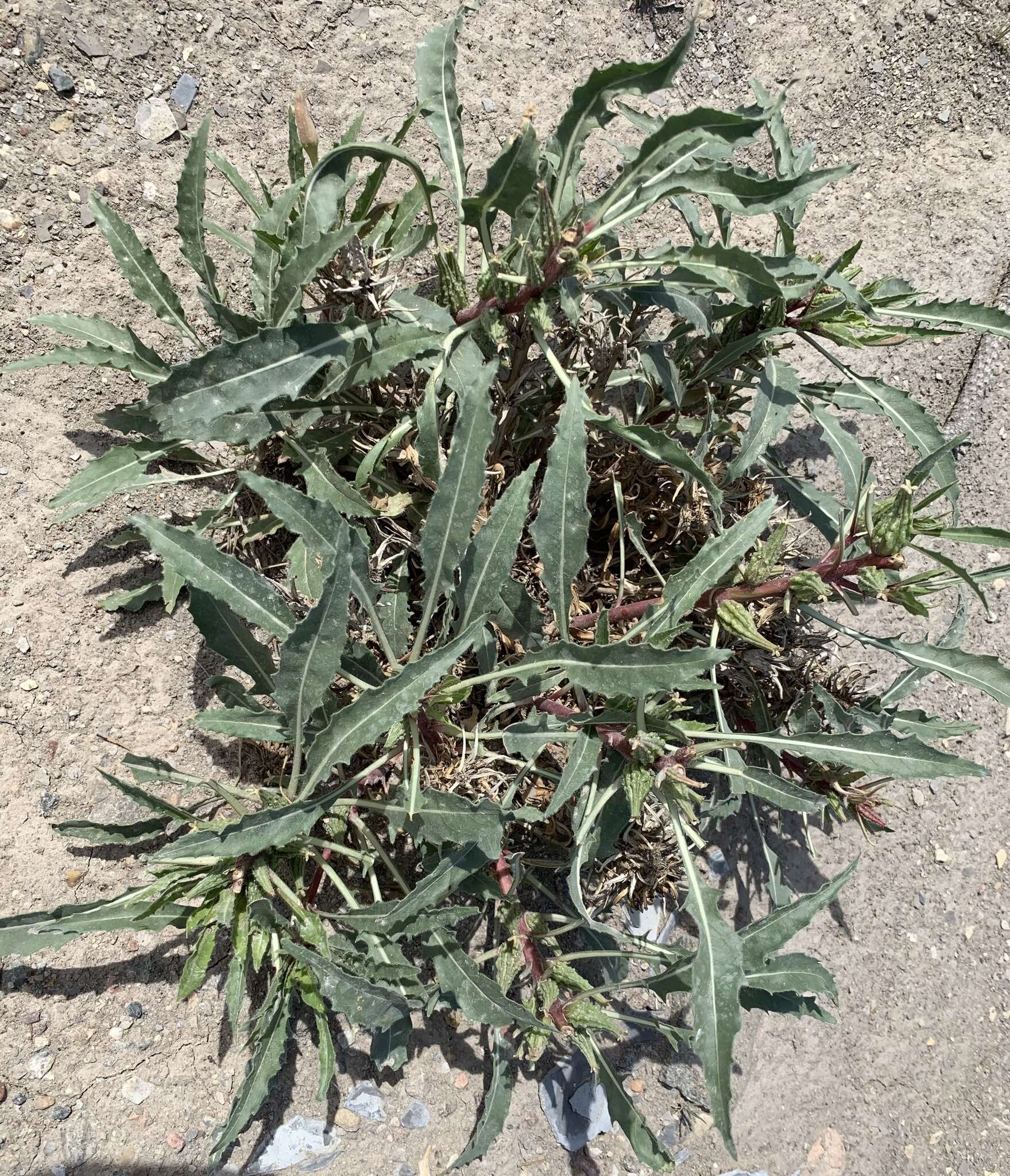 Plancia ëd Oenothera harringtonii W. L. Wagner, R. Stockhouse & W. M. Klein