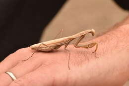 Image of Mantis