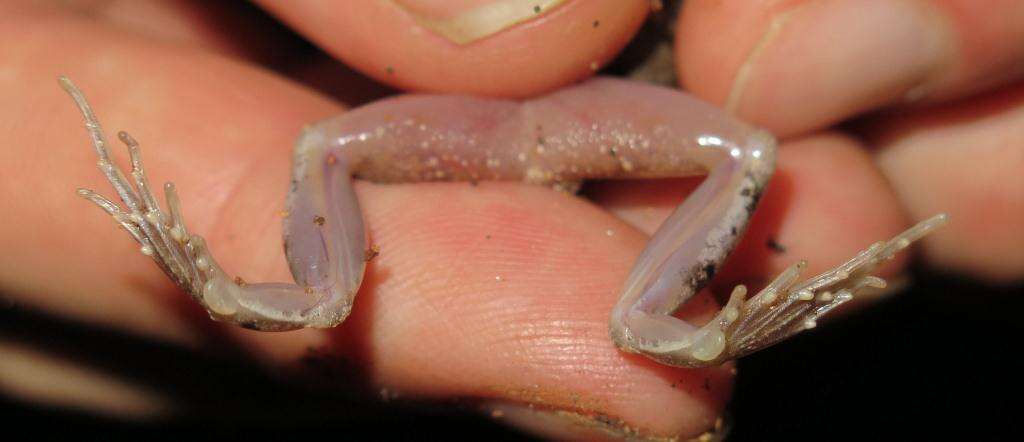 Image of Natal Sand Frog