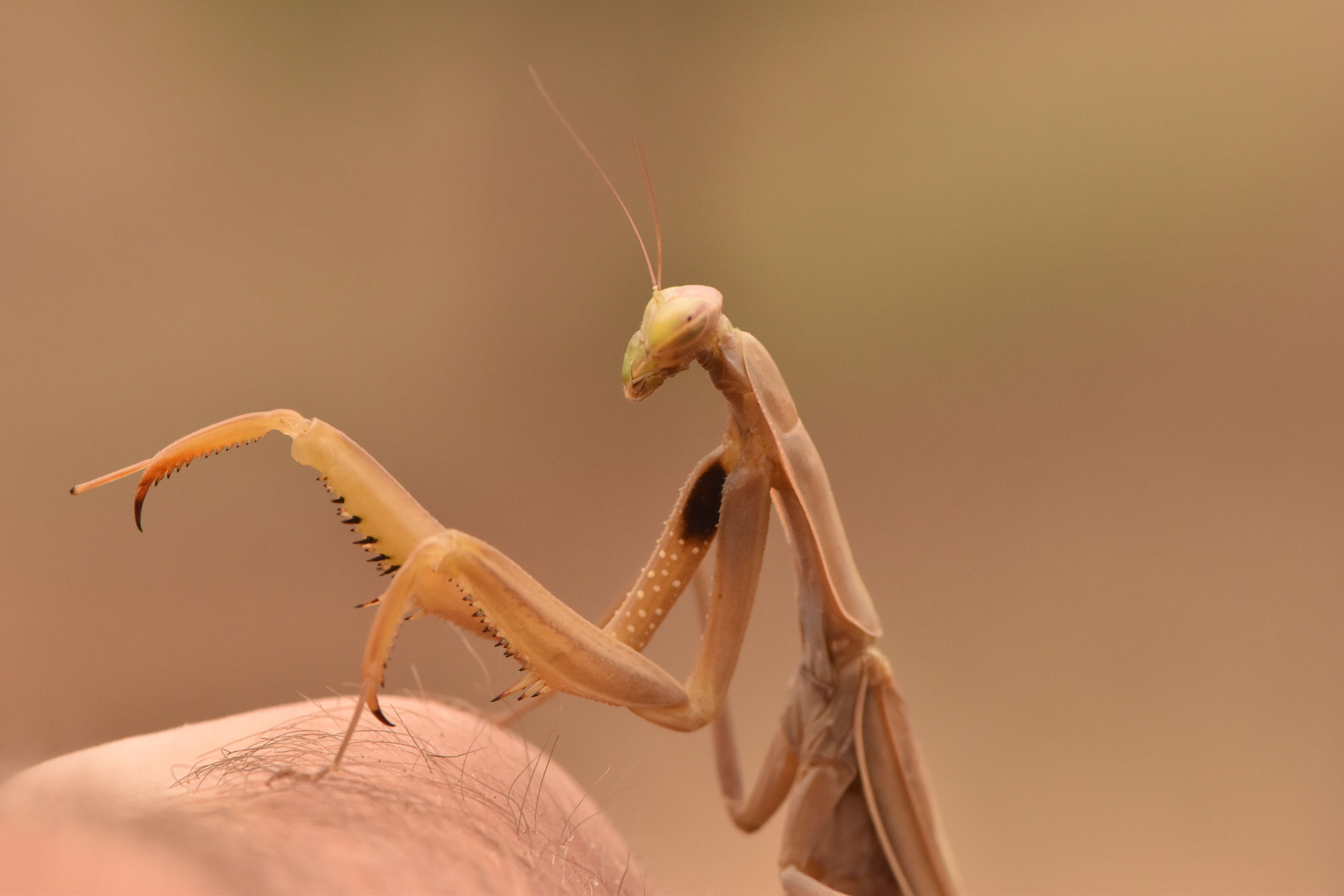 Plancia ëd Mantis