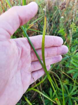 Image of Fragrant Beak Sedge