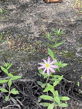 Image of marsh rose gentian