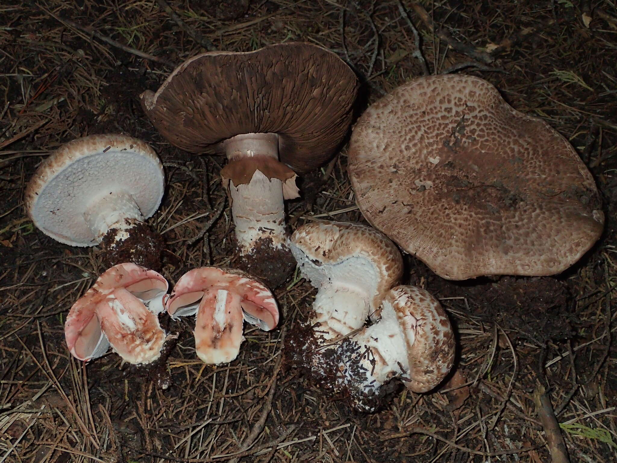 Image of Agaricus pattersoniae Peck 1907