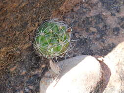 Image of Rebutia neocumingii subsp. lanata (F. Ritter) D. R. Hunt