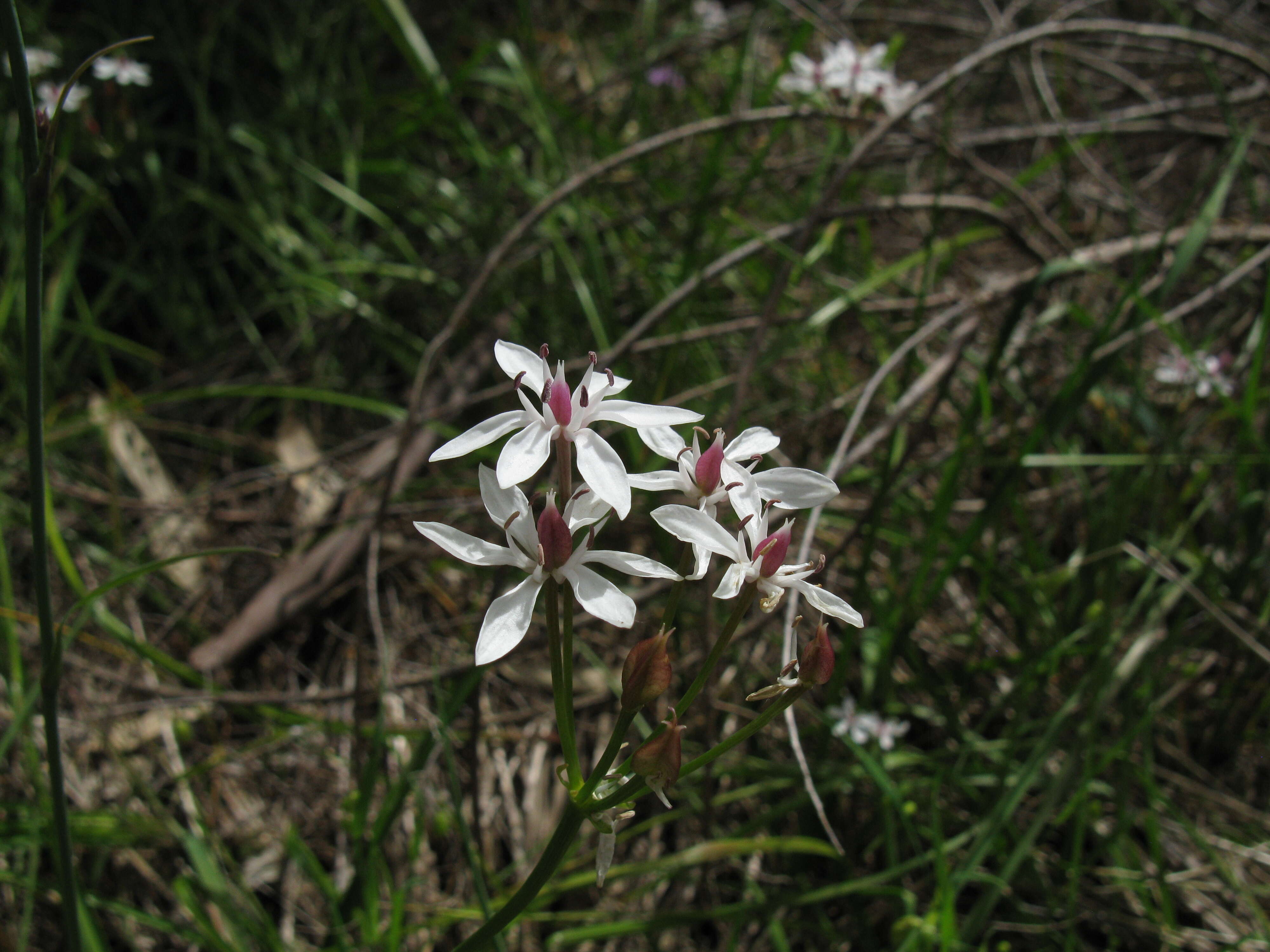 Image of Burchardia umbellata R. Br.