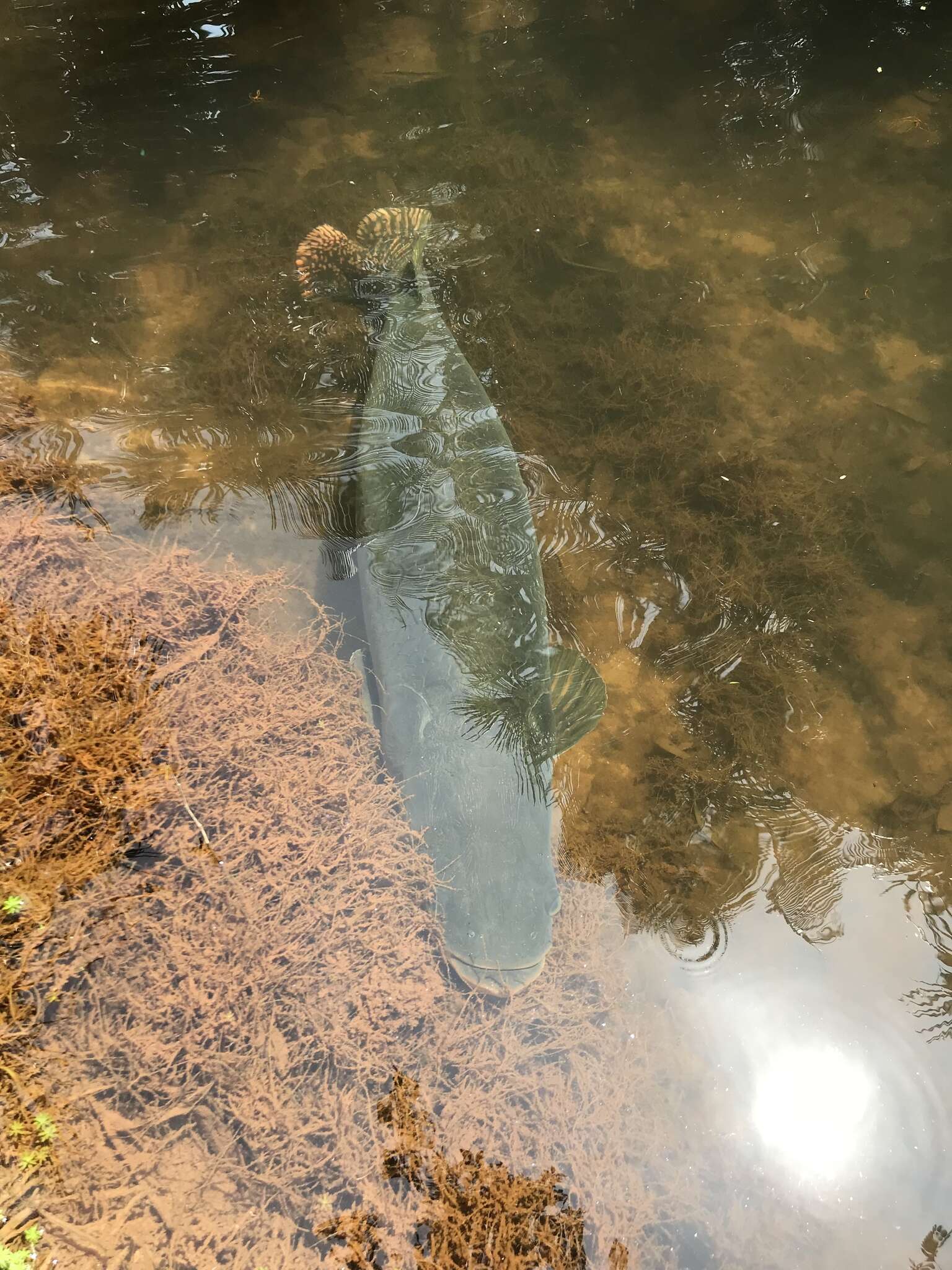 Image of Arapaima