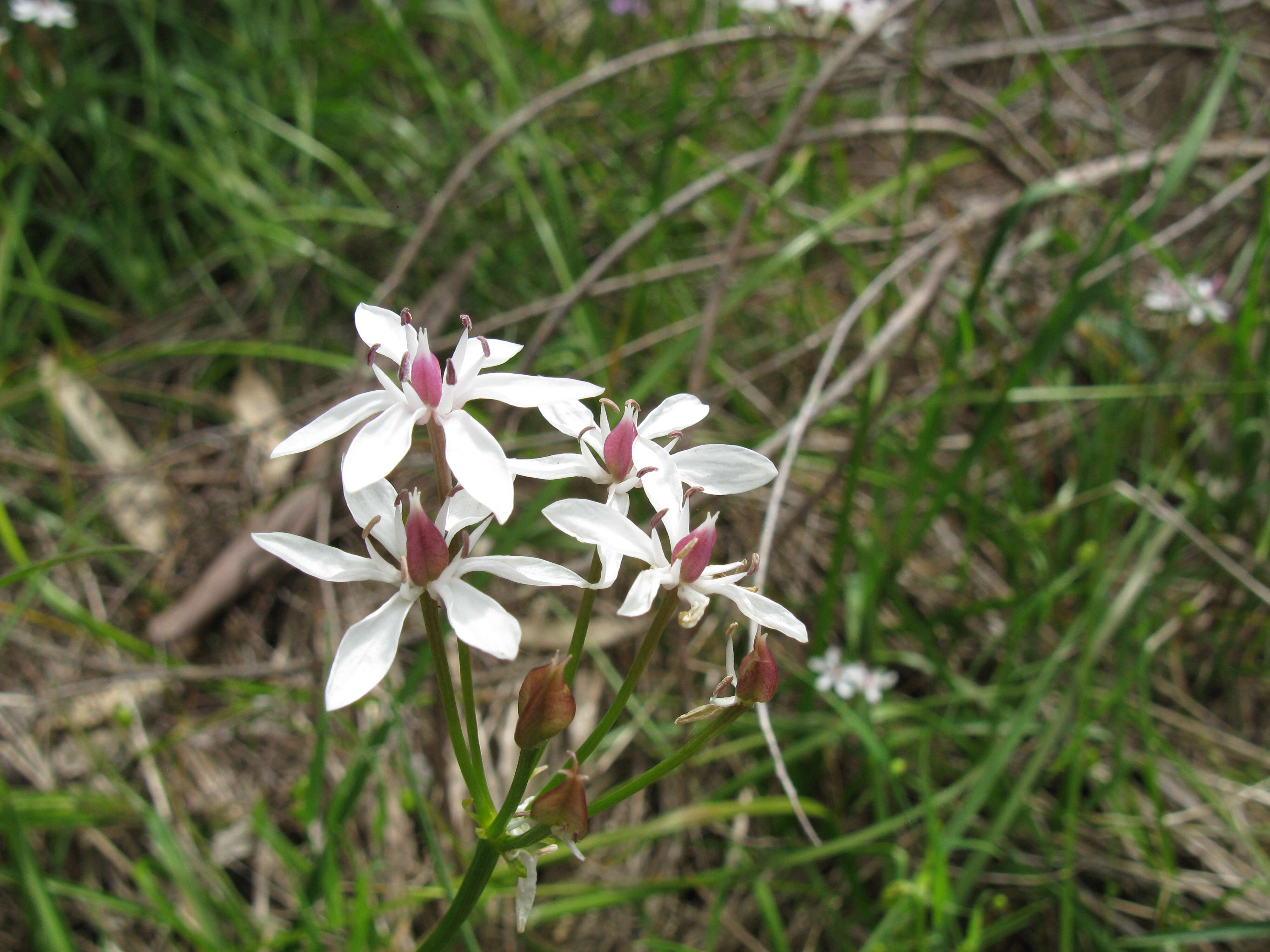 Image of Burchardia umbellata R. Br.