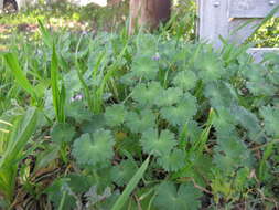 Imagem de Geranium molle L.