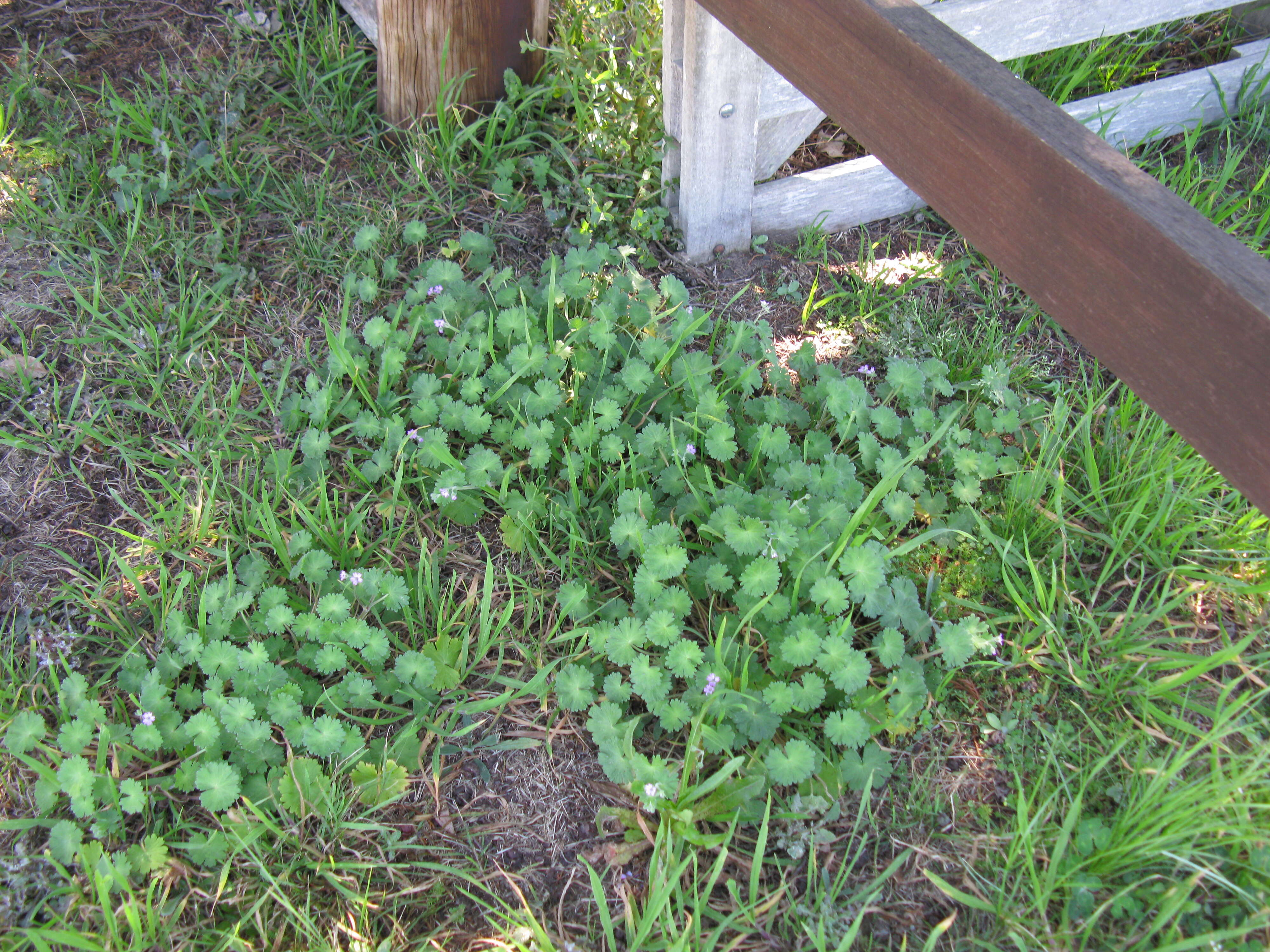 Imagem de Geranium molle L.