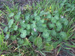 Imagem de Geranium molle L.